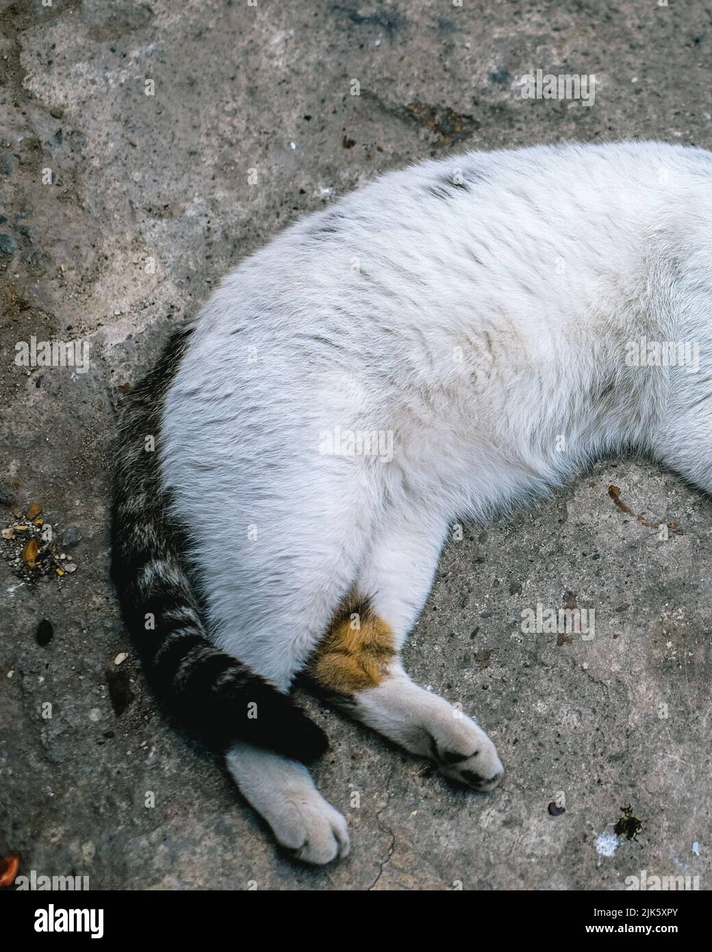 Die vielen streunenden Katzen, die in Istanbul gefunden wurden Stockfoto