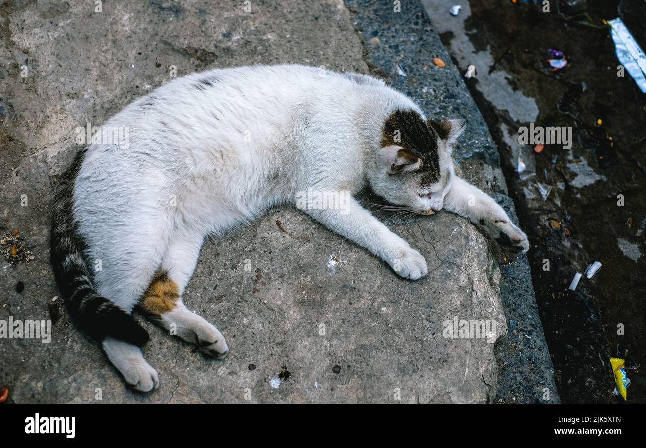 Die vielen streunenden Katzen, die in Istanbul gefunden wurden Stockfoto