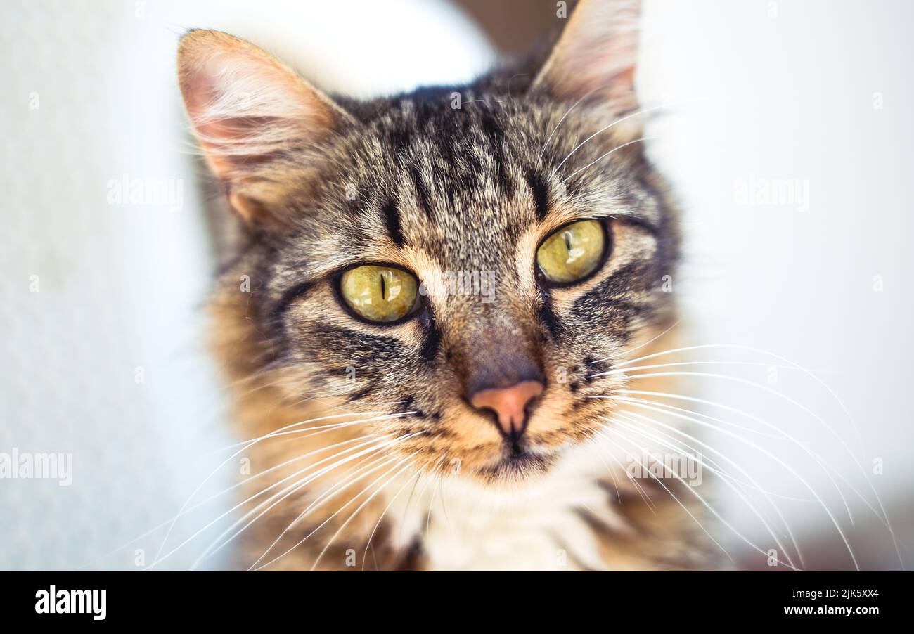 Die vielen streunenden Katzen, die in Istanbul gefunden wurden Stockfoto