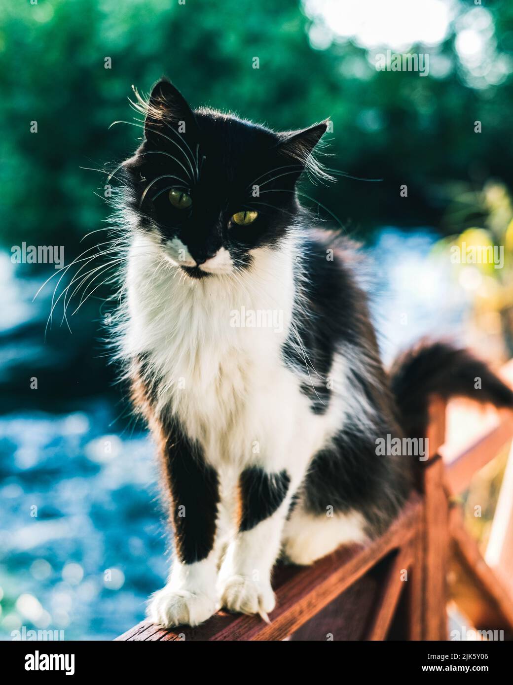 Die vielen streunenden Katzen, die in Istanbul gefunden wurden Stockfoto