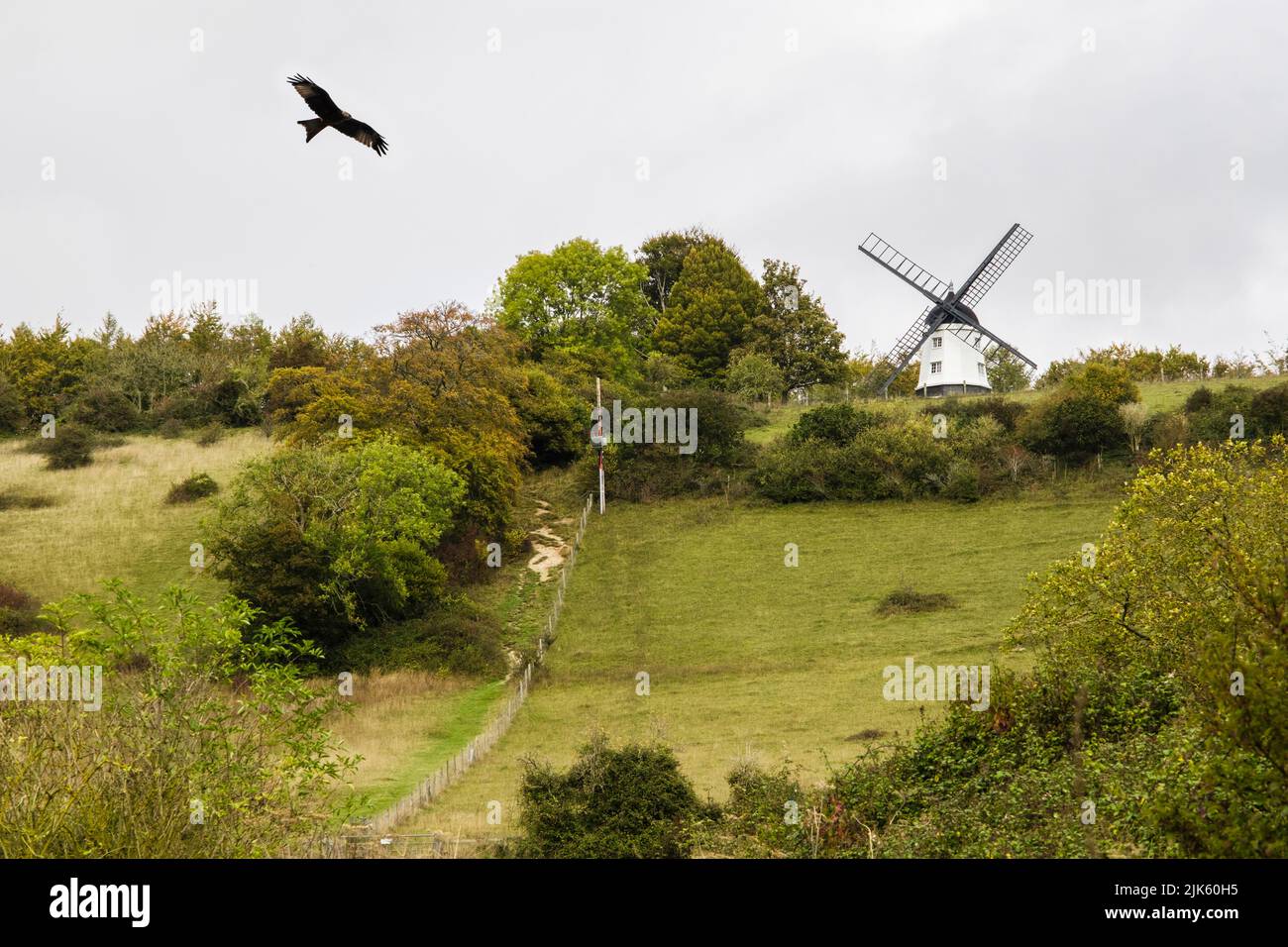 Ein Red Kite fliegt über die Cobstone Windmill auf dem Turville Hill in Chilterns. Turville, Buckinghamshire, England, Großbritannien Stockfoto