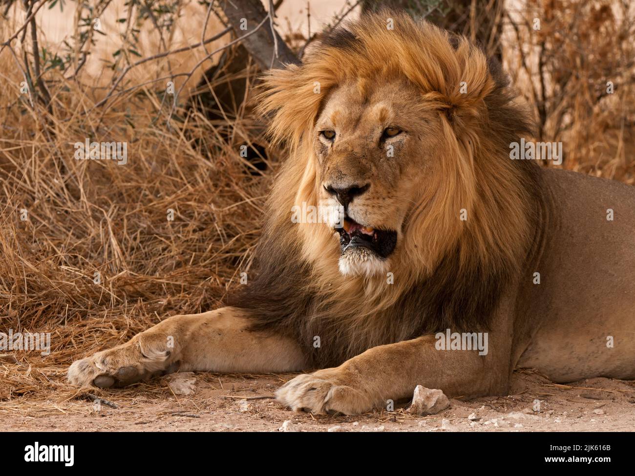 Lion (Panthera leo) Kgalagadi Transfortier Park, Südafrika Stockfoto