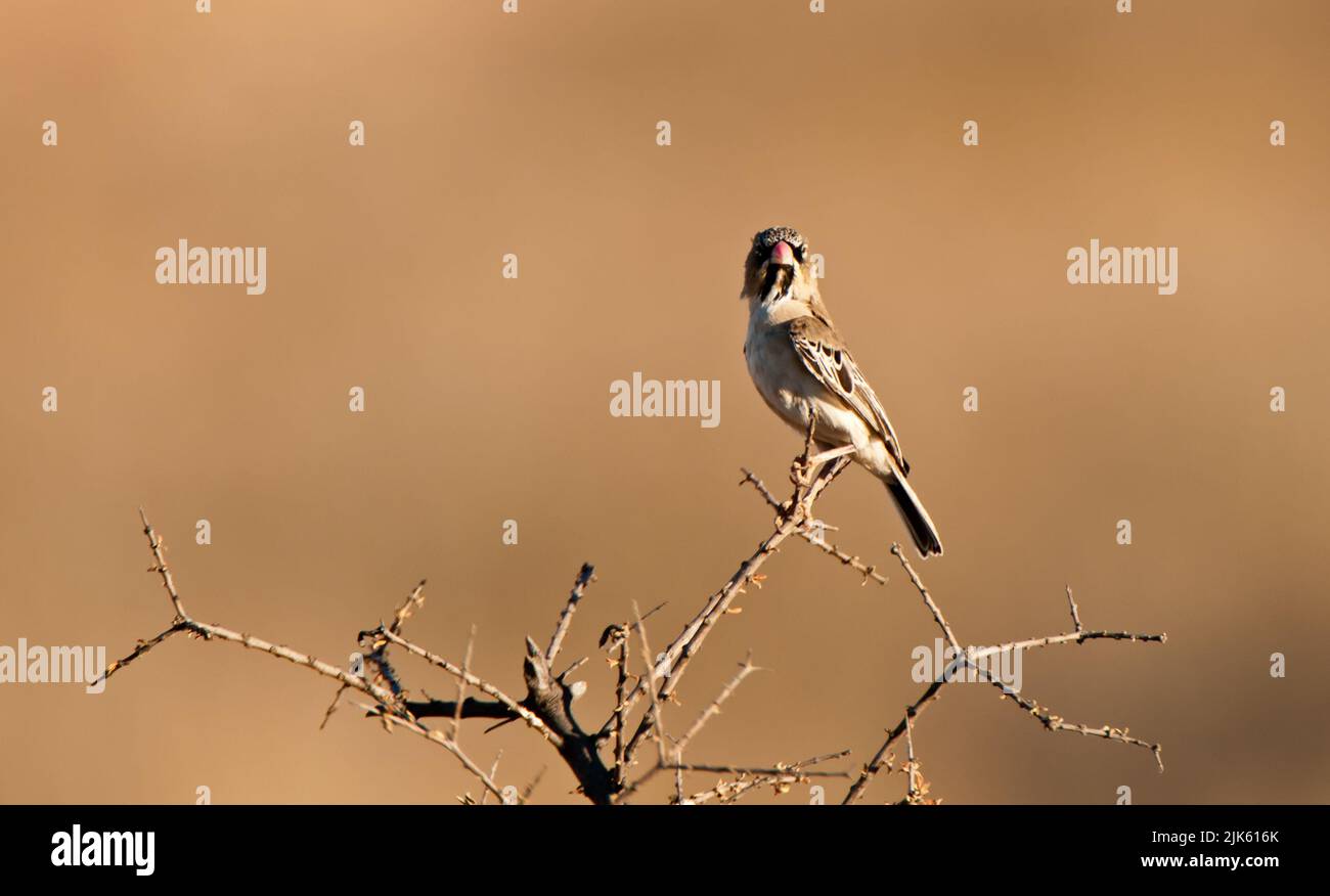 Kalbfinken (Sporopipes swamifrons) Kgalagadi Transfortier Park, Südafrika Stockfoto