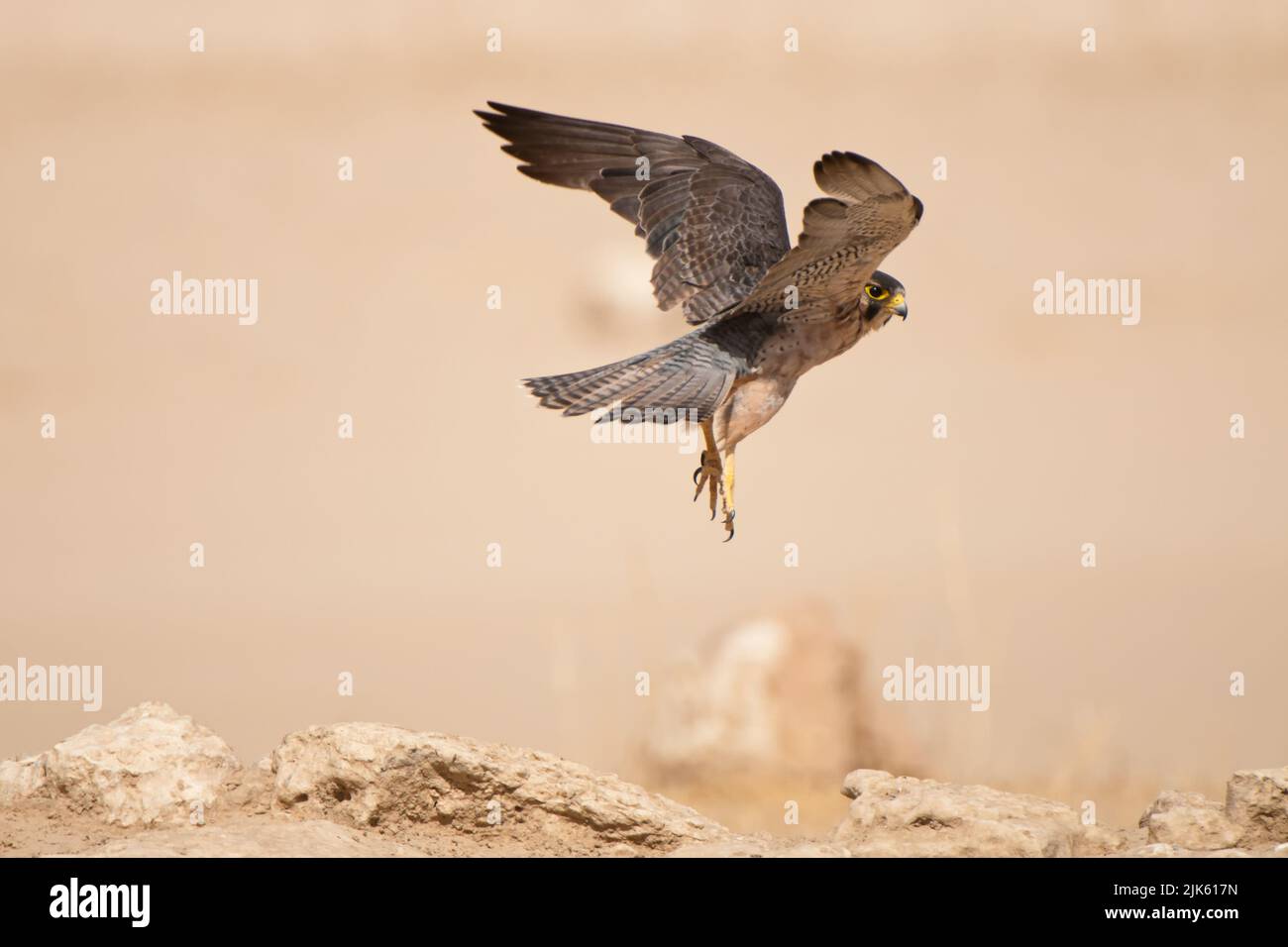 Lanner Falcon (Falco biarmicus) Kgalagadi Transfortier Park, Südafrika Stockfoto