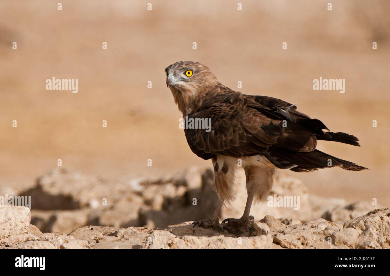 Schwarzkastiger Schlangenadler (Circaetus pectoralis) Kgalagadi Transfortier Park, Südafrika Stockfoto