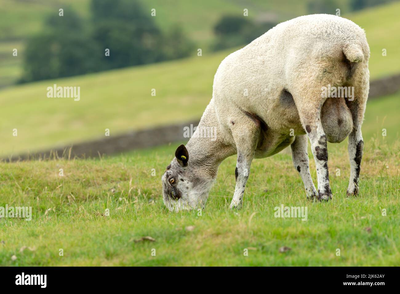 Bluefaced Leicester RAM, oder männliche Schafe, mit Kopf nach unten und Weiden in üppig grünen Sommer Weide. Nach links zeigen. Yorkshire Dales, Großbritannien. Verschwommen, Onkel Stockfoto