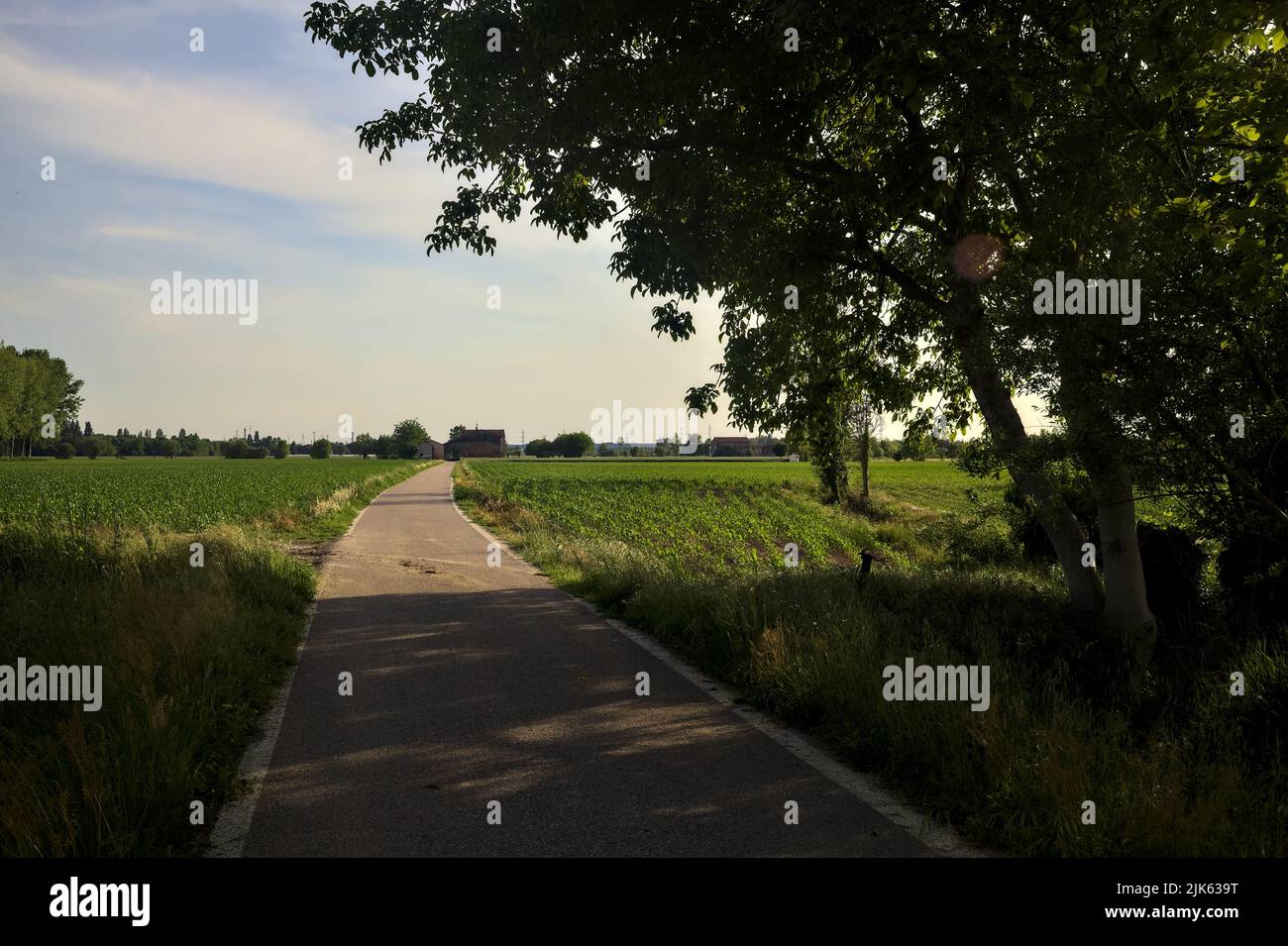 Landstraße, die von Feldern umgeben ist, die von einem Baum umrahmt werden, der sich darüber erstreckt Stockfoto