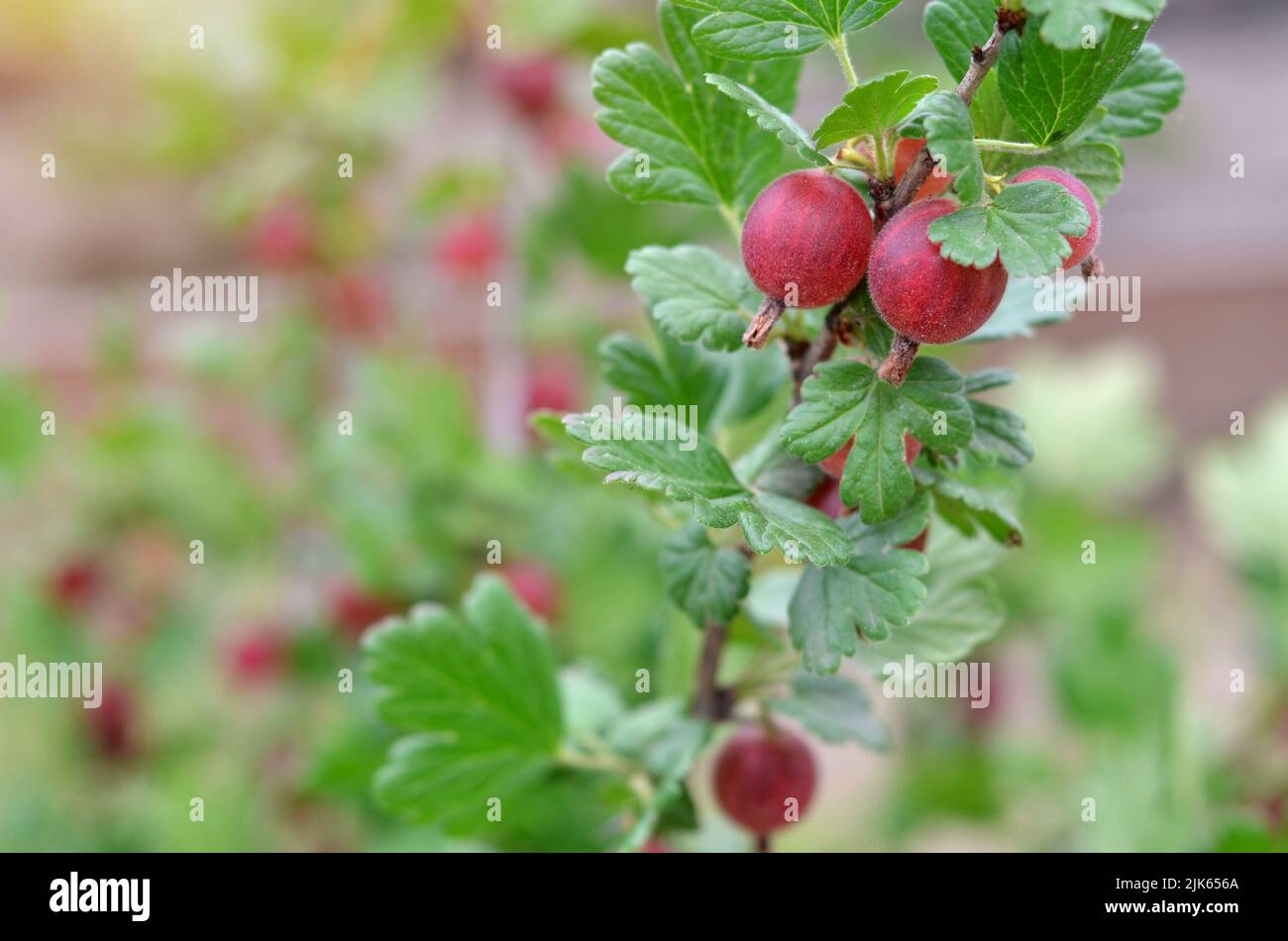 Nahaufnahme von reifen rosa Stachelbeeren mit grünen Blättern auf einem Ast. Das Konzept des Anbaus eigener Bio-Produkte. Stockfoto