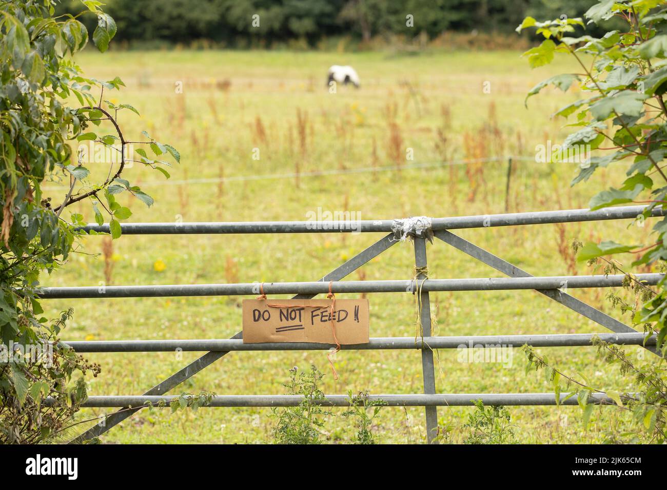 Selektiver Fokus, Ein handgemaltes Zeichen, das sagt Bitte nicht füttern , verwischen Pony im Hintergrund Stockfoto