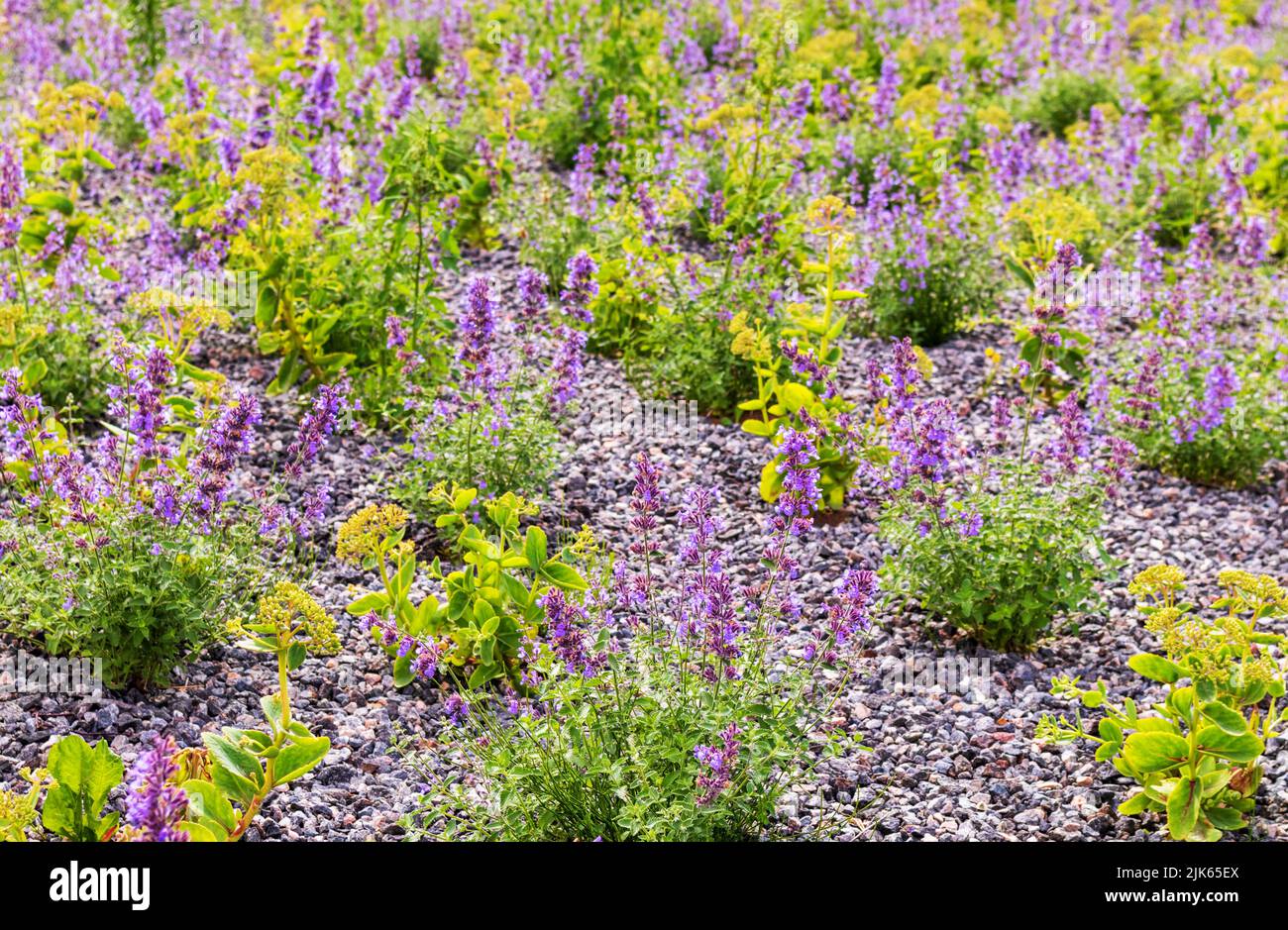Farbenfrohe, grünlich-gelbe Blumensträucher mit Steinkieselboden Stockfoto