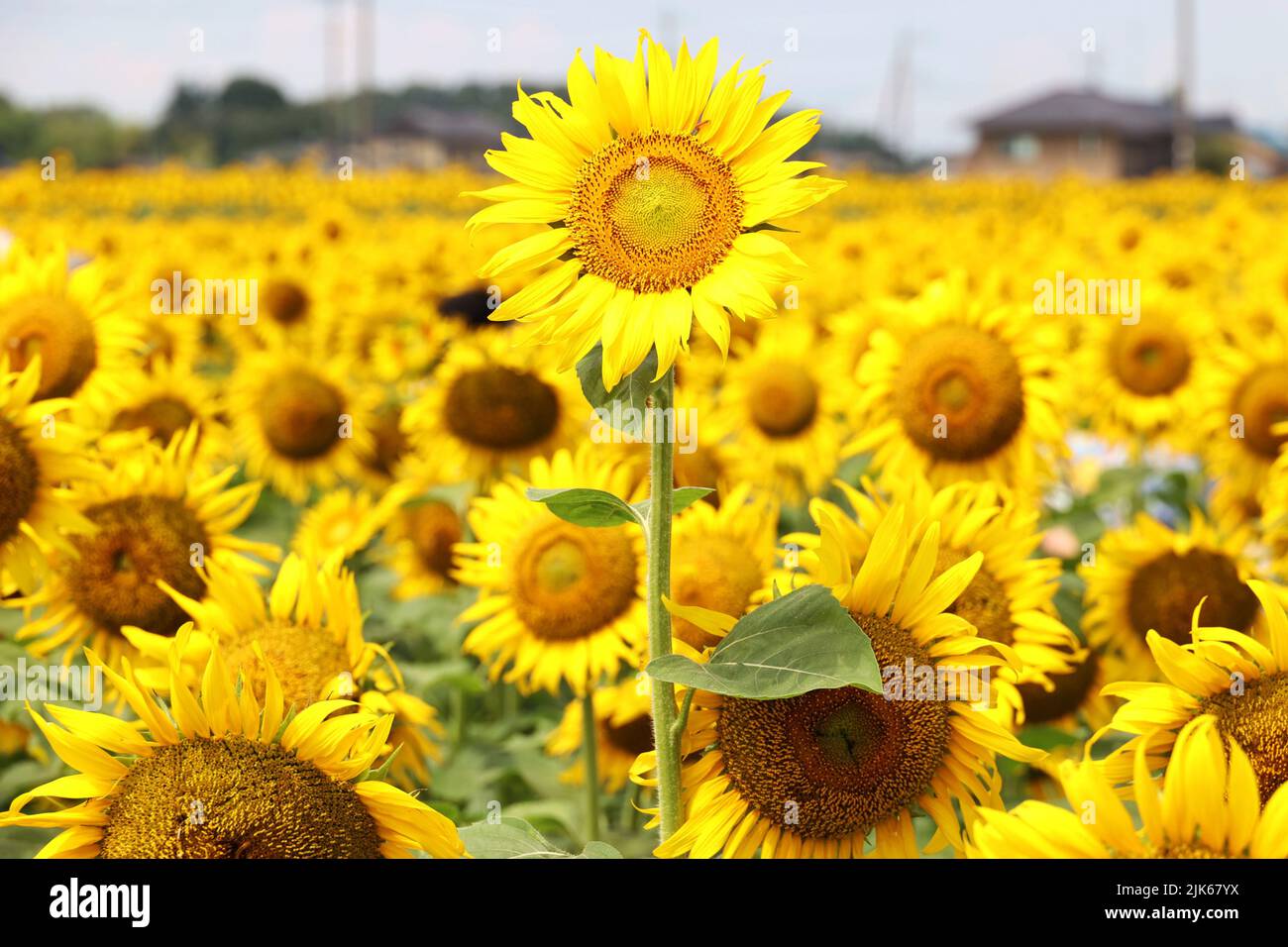 Nogi, Japan. 31.. Juli 2022. Rund 300.000 Sonnenblumen wachsen auf einem Feld beim Sonnenblumenfestival 31. in der Stadt Nogi in der Präfektur Tochigi, nördlich von Tokio am Sonntag, dem 31. Juli 2022. Quelle: Yoshio Tsunoda/AFLO/Alamy Live News Stockfoto