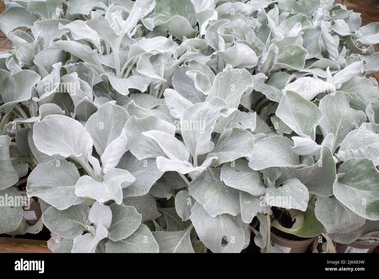 Senicio Candidas Angel Wings oder glänzendes weißes Ragwort zum Verkauf in einem North Yorkshire Garden Center Stockfoto