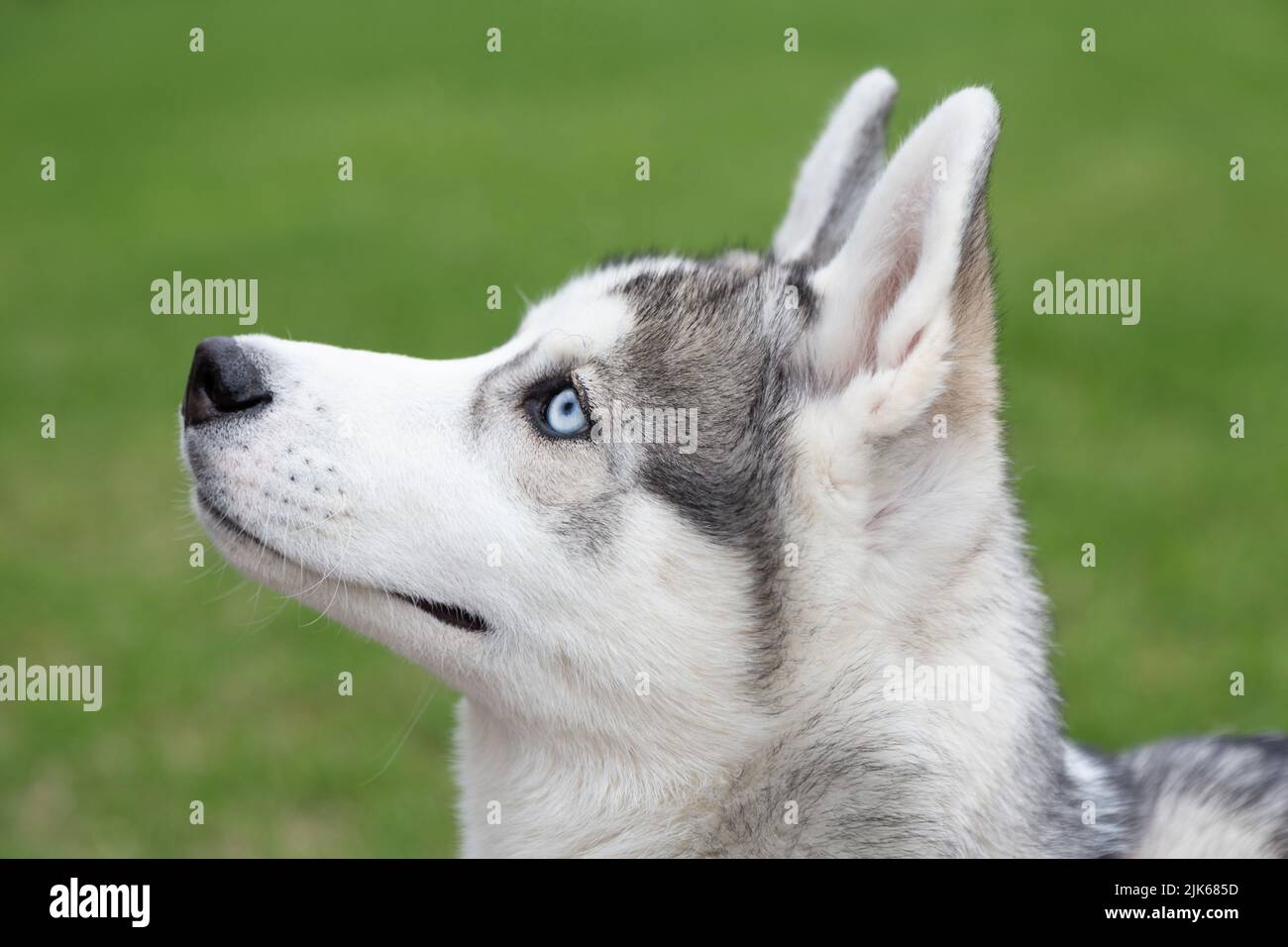 Ein blauäugiger sibirischer Husky-Hund in einer Profilansicht vor einem grünen Gras Hintergrund Stockfoto