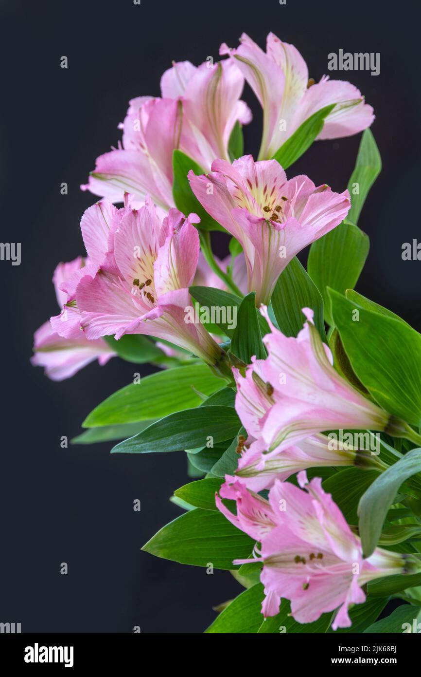 Ein Strauß rosa Alstroemeria blüht in voller Blüte mit schwarzem Hintergrund Stockfoto Ein Strauß rosa Alstroemeria blüht in voller Blüte mit schwarzem Hintergrund Stockfoto