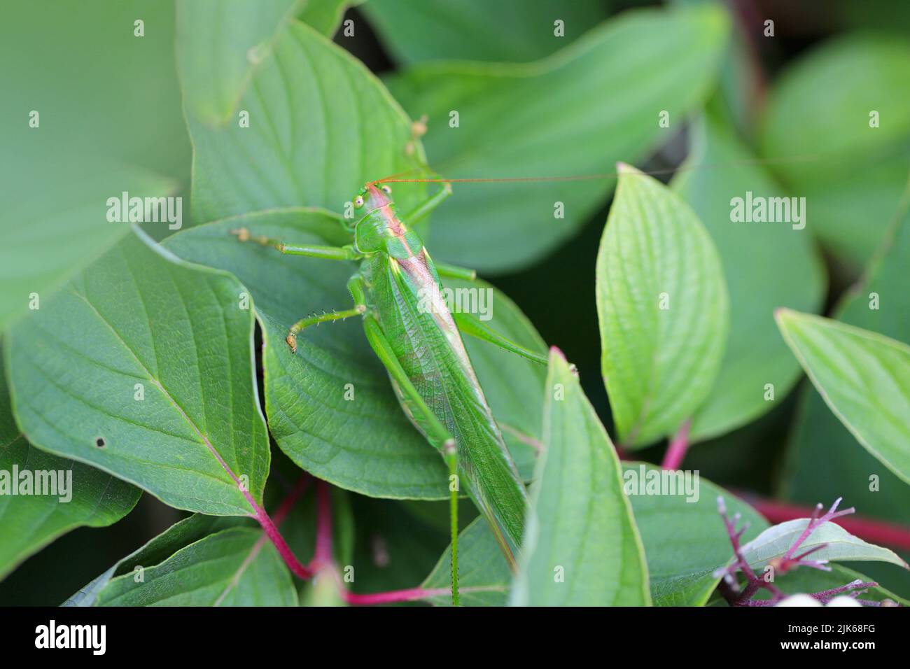 Great Green Bush-Cricket - Tettigonia viridissima. Stockfoto