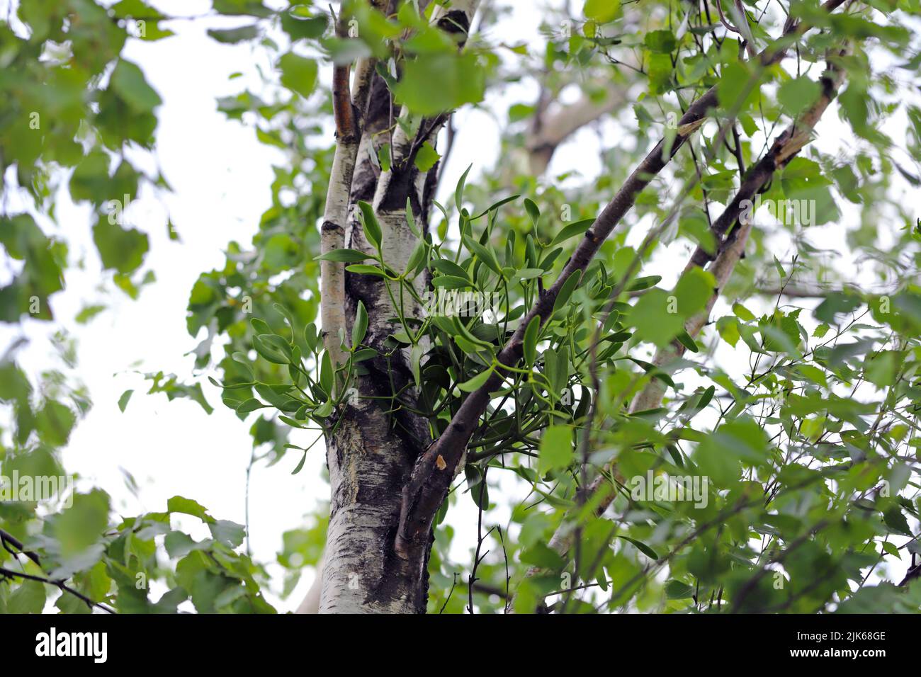 European Mistletoe (Viscum Album) hemiparasitärer Strauch, der auf Birkenstamm wächst. Stockfoto