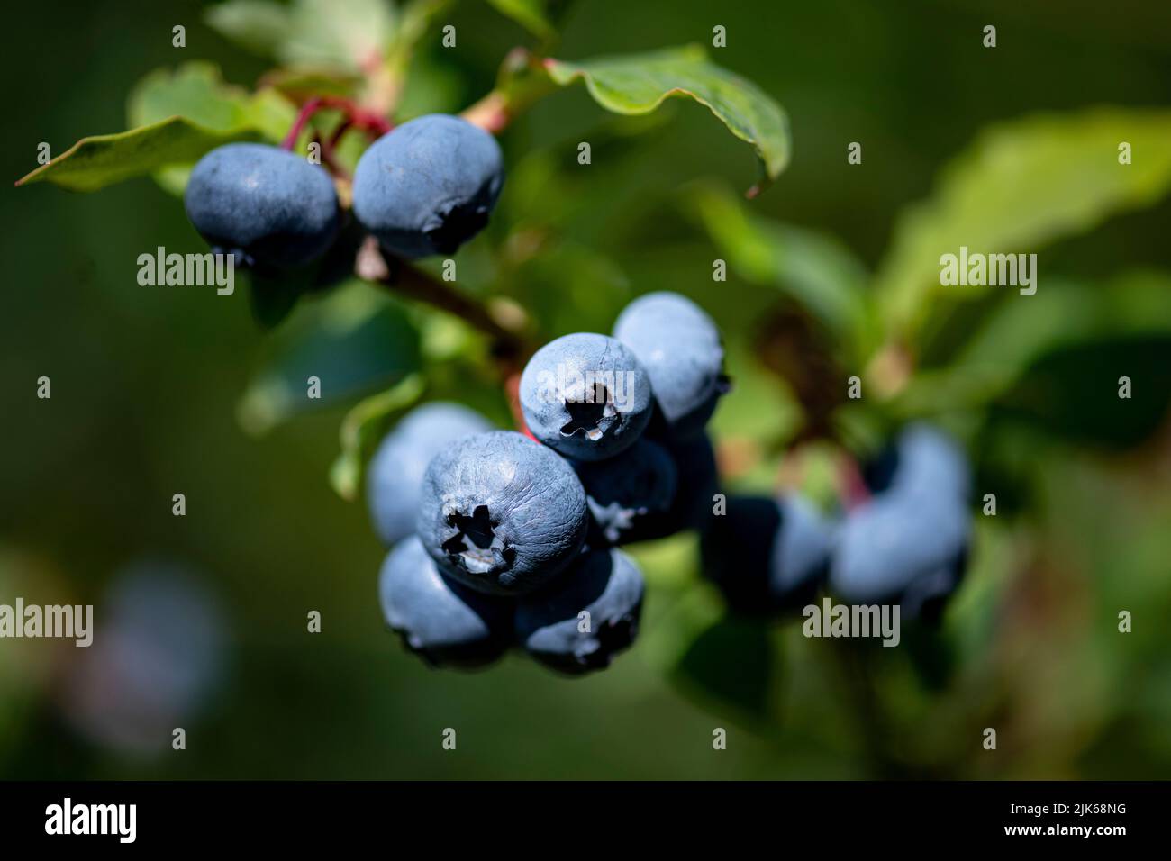 Klaistow, Deutschland. 31.. Juli 2022. Heidelbeeren hängen an der Blaubeeren-Selbsterpickung der Spargelfarm Buschmann Winkelmann. Quelle: Fabian Sommer/dpa/ZB/dpa/Alamy Live News Stockfoto