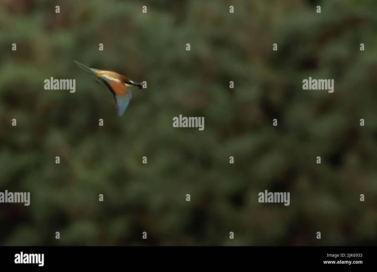 Ein europäischer Bienenfresser (Merops apiaster), der mit einer Biene zurück zu seinem Nest fliegt, Trimingham, Norfolk Stockfoto
