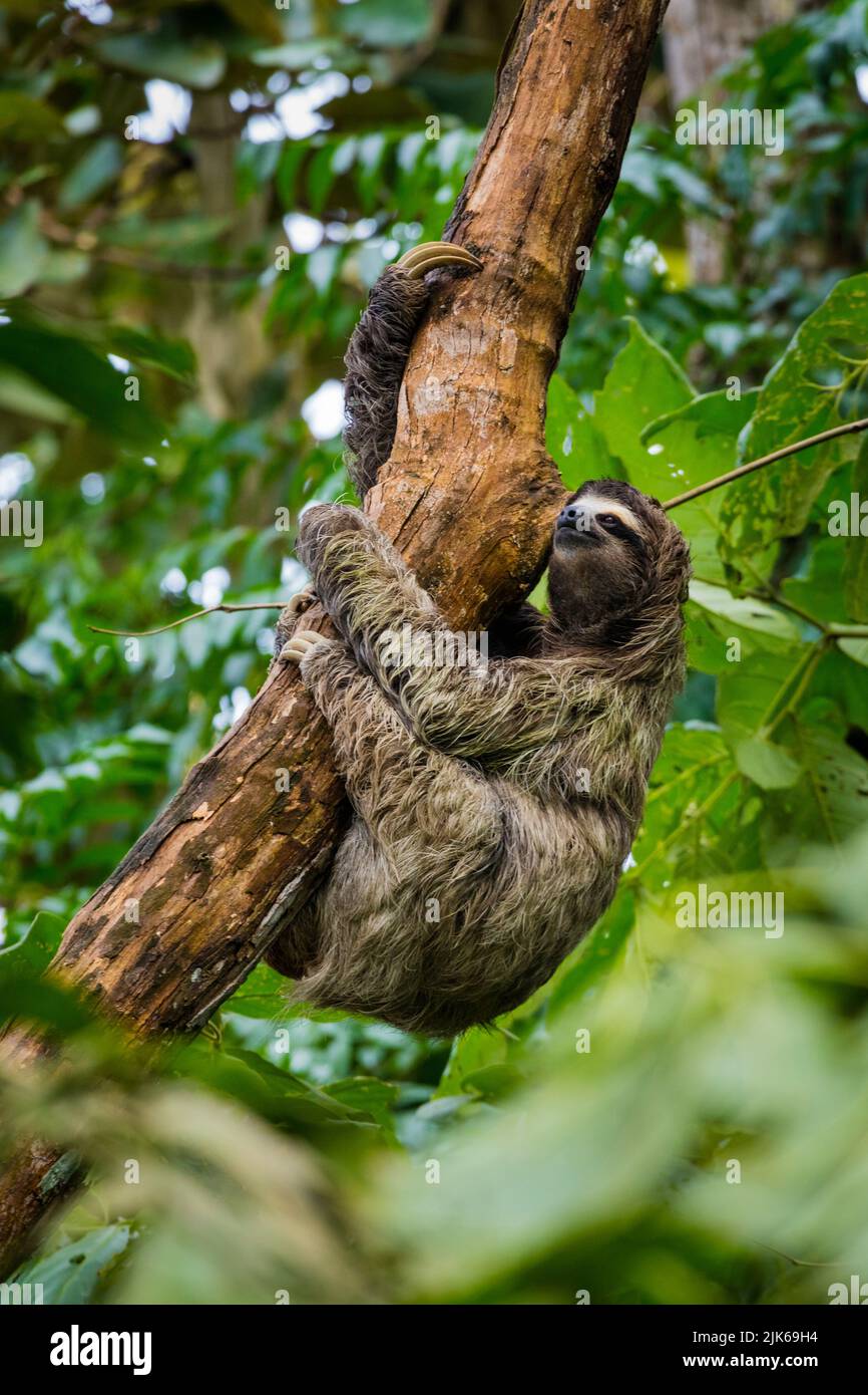 Die Tierwelt Panamas mit einem Dreizehenfaultier, Bradypus variegatus, klettert auf einen Baum in einem Regenwald in der Nähe von Albrook, Panama-Stadt, Republik Panama. Stockfoto
