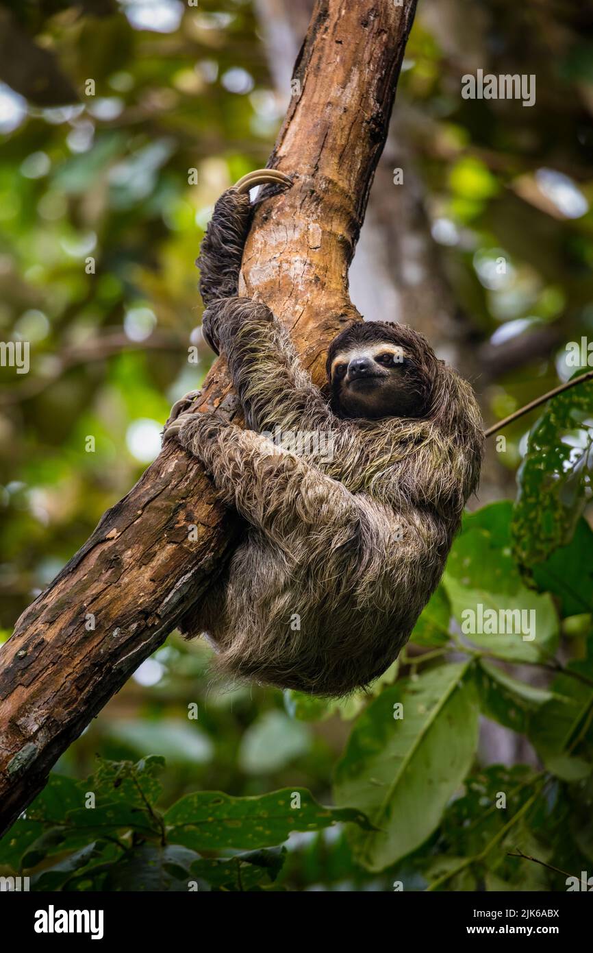Die Tierwelt Panamas mit einem Dreizehenfaultier, Bradypus variegatus, klettert auf einen Baum in einem Regenwald in der Nähe von Albrook, Panama-Stadt, Republik Panama. Stockfoto