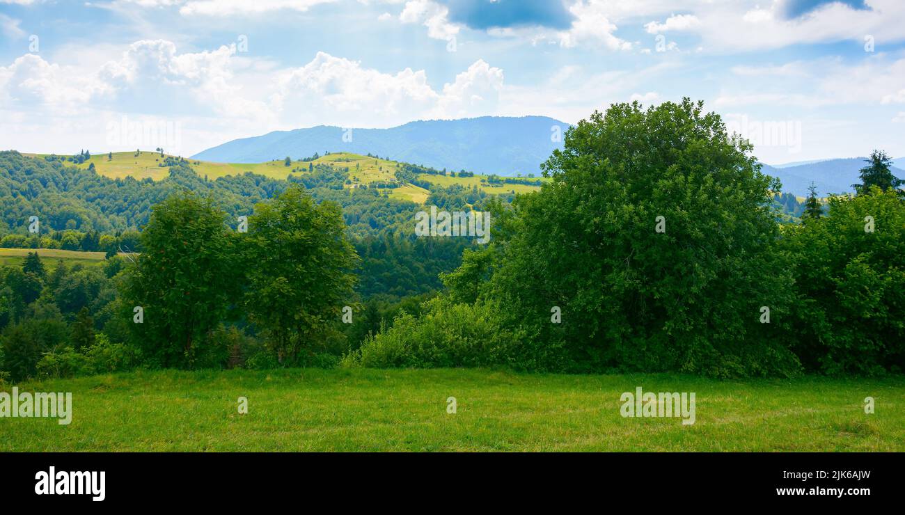 Wald auf der Wiese. Grüne Sommerlandschaft in den Bergen. Sonniges Wetter mit Wolken über dem fernen Kamm Stockfoto