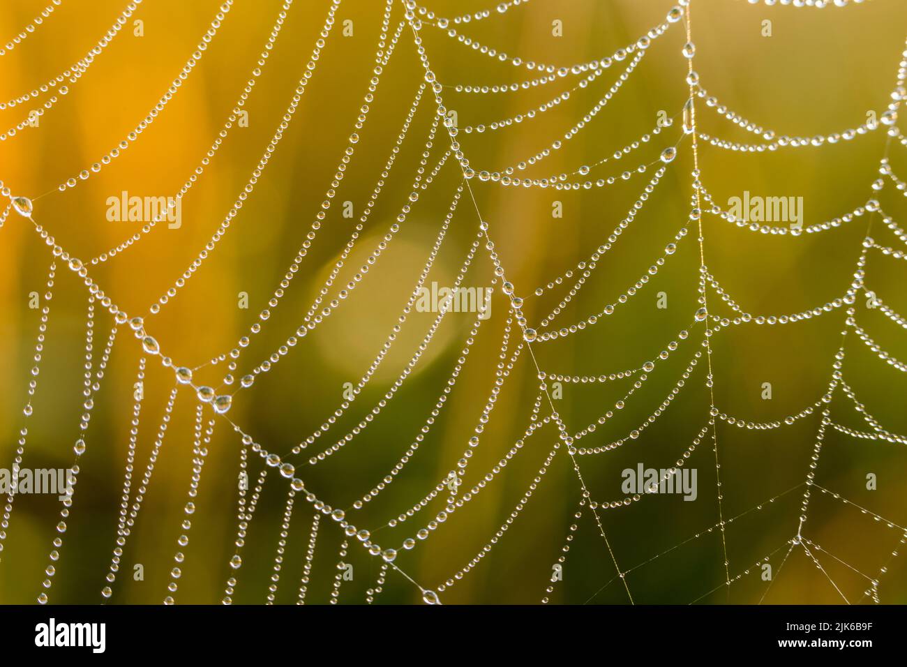 Spinnennetz mit Tautropfen, Nahaufnahme am Morgen. Unscharfer Hintergrund. Stockfoto