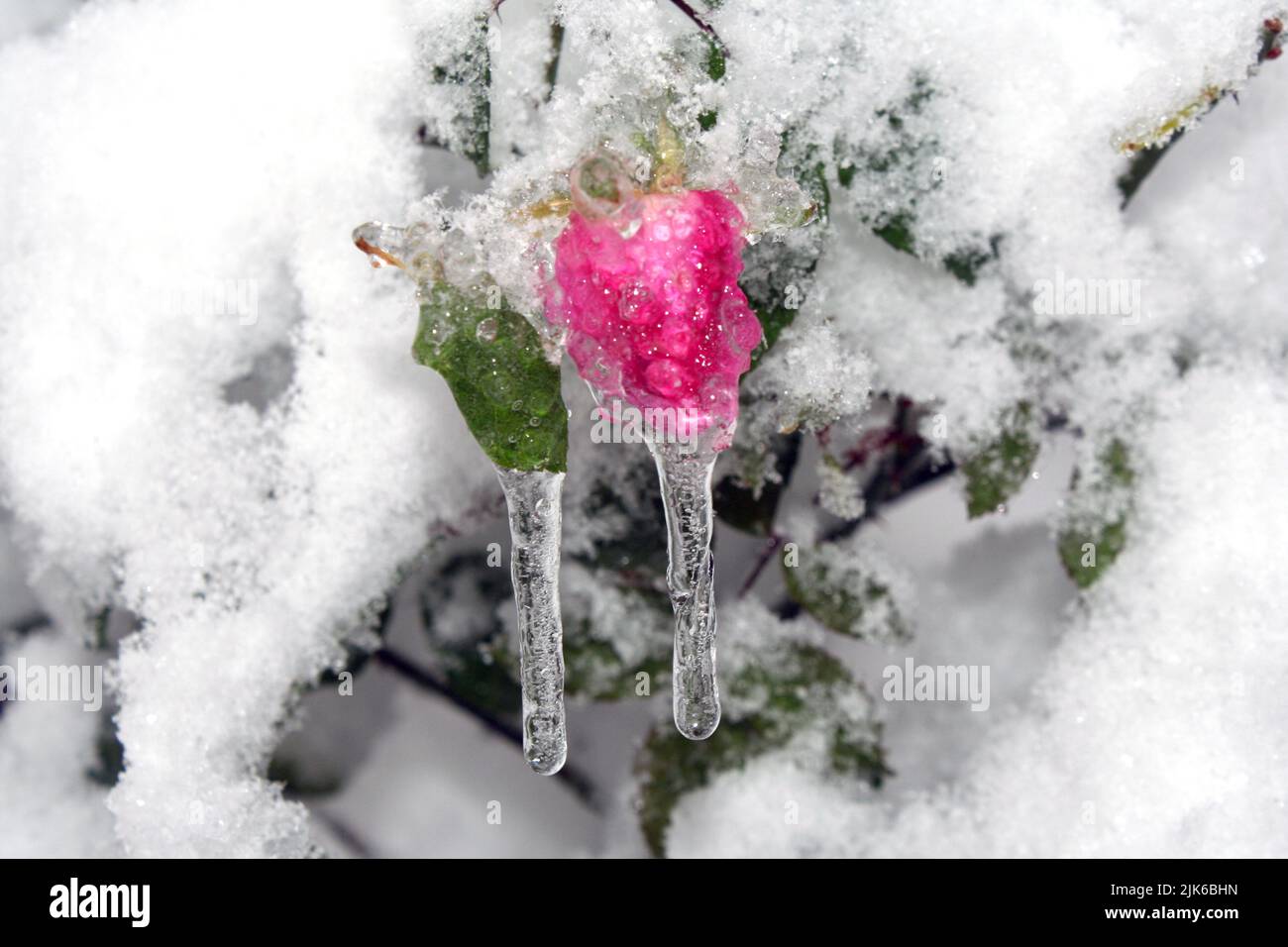 gefrorene Blume Stockfoto