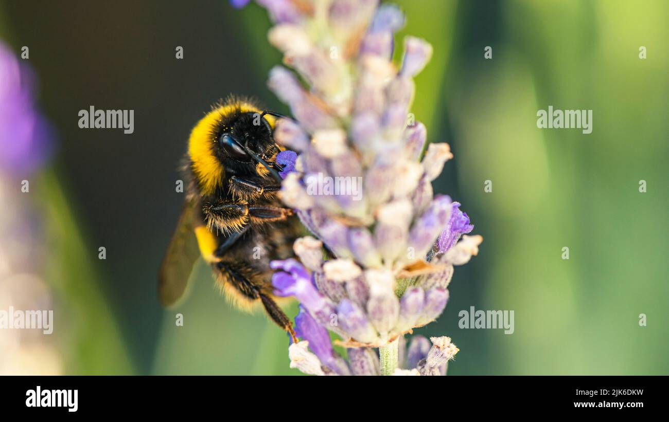 Bumblebee, Bombus terrestris auf Lavendelblüten Stockfoto