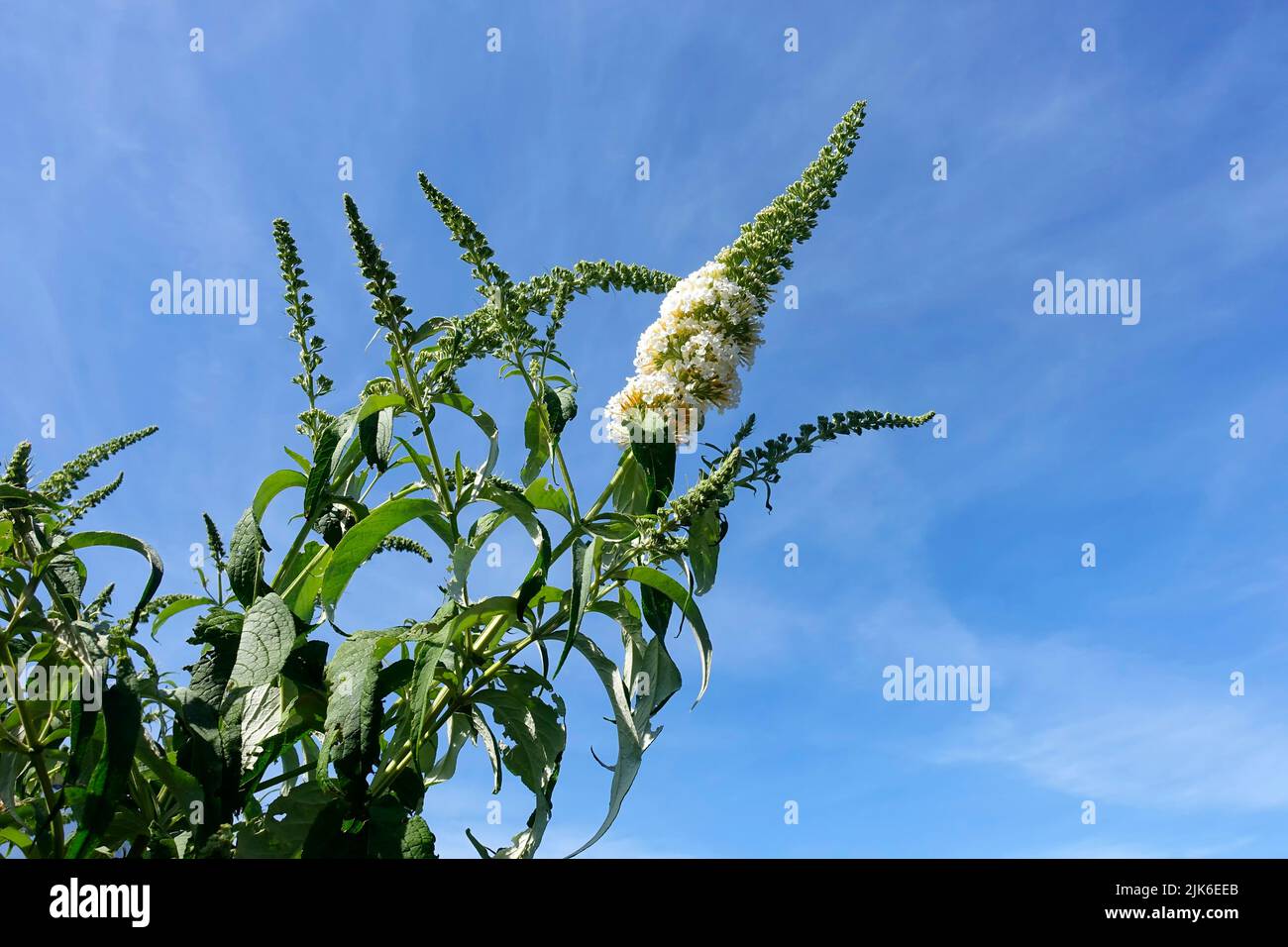 Buddleja davidii Stockfoto
