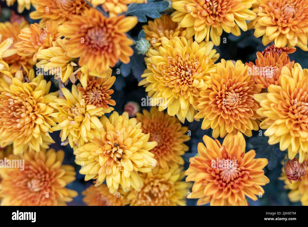 Chrysantheme schön blühend mit orangen Blütenblättern Stockfoto