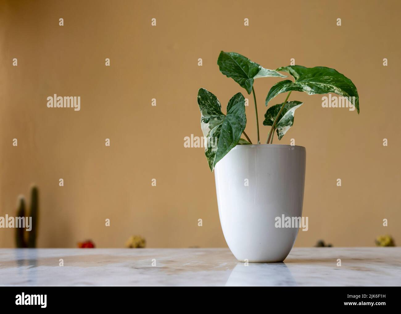 Schöne Syngonium-Albo-Pflanze in einem weißen Keramiktopf mit Kopierraum Stockfoto