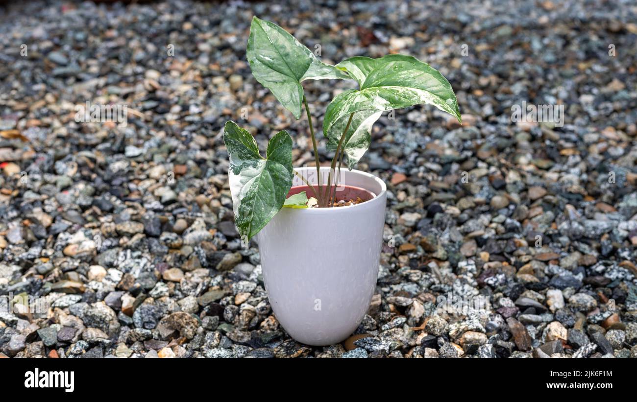 Buntes Syngonium albo kleine Pflanze in einem weißen Keramiktopf Stockfoto