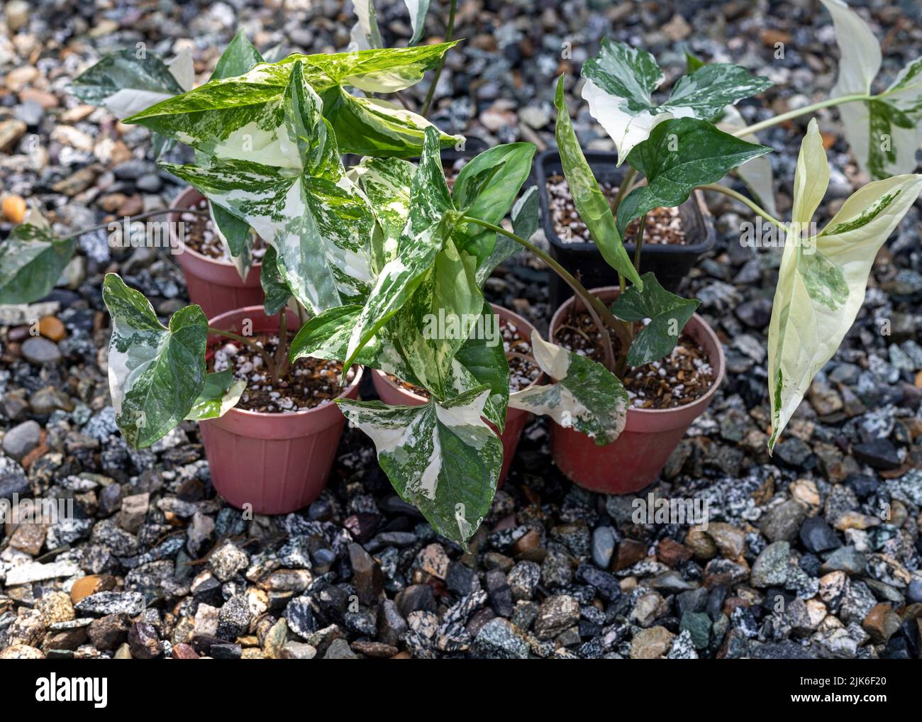 Syngonium variierte Pflanzen Vermehrung in kleinen Töpfen in der Pflanzenzügnerei Stockfoto