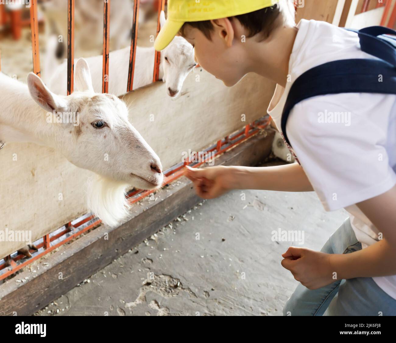 Junge füttert junge Ziegen. Sommerurlaub in einem Sommercamp auf einem landwirtschaftlichen Bauernhof. Kinder an Tiere heranführen und für sie sorgen. Frei, h Stockfoto