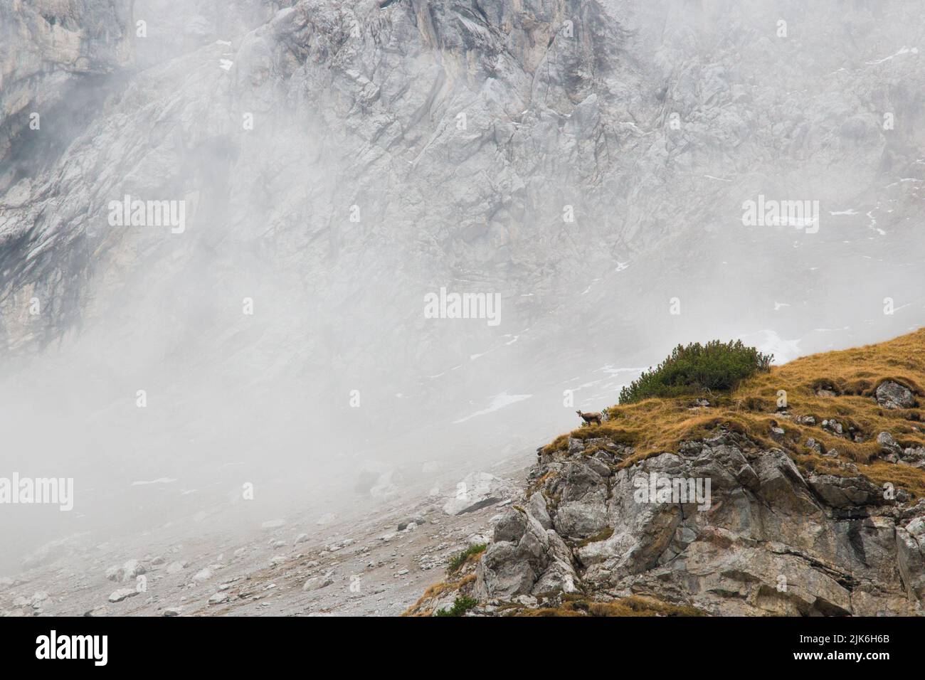 Herbst mit Gämsen im Staub. Bayerischer Berg mit dem ersten Schnee Stockfoto