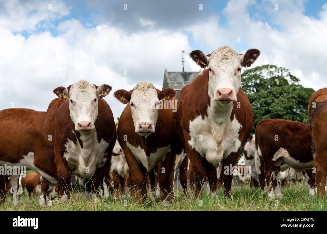 Herde of Hereford Cattle Crazing in üppigen Weiden, Cumbria, Großbritannien. Stockfoto