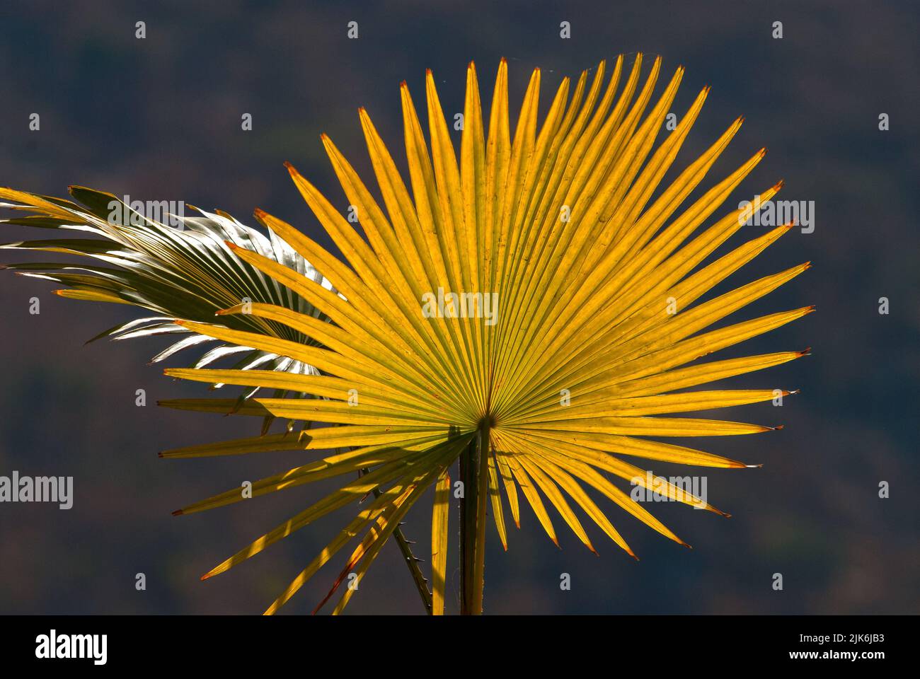 Palmblatt im Sonnenlicht Stockfoto