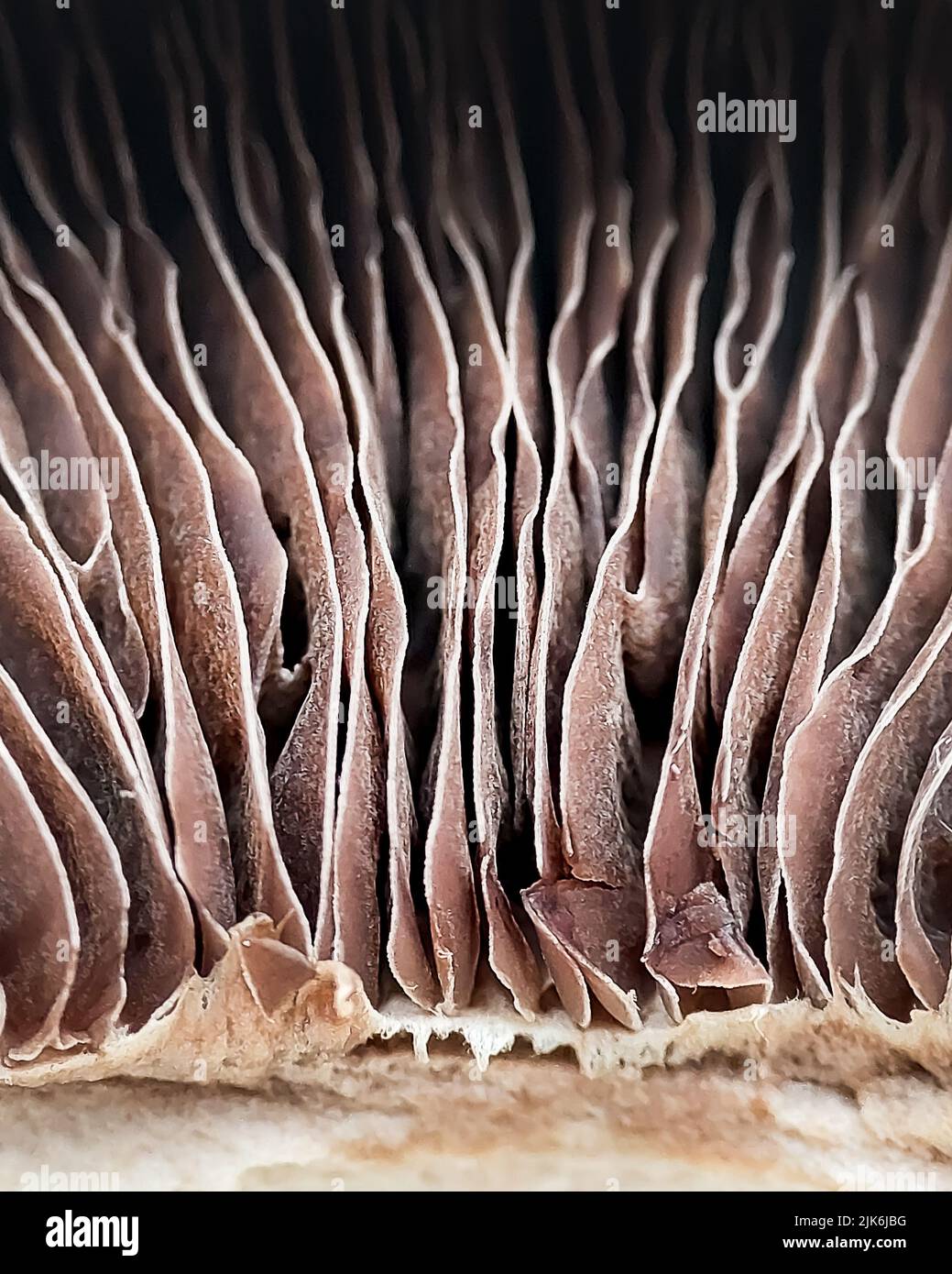 Gefalteter Hymenophor-Pilz. Hintergrund. Makrofoto Stockfoto