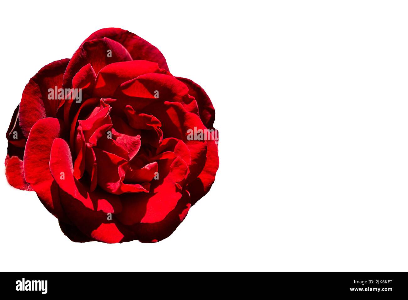 Rote Rose in Blüte Nahaufnahme Foto Dekor Muster auf weiß Stockfoto