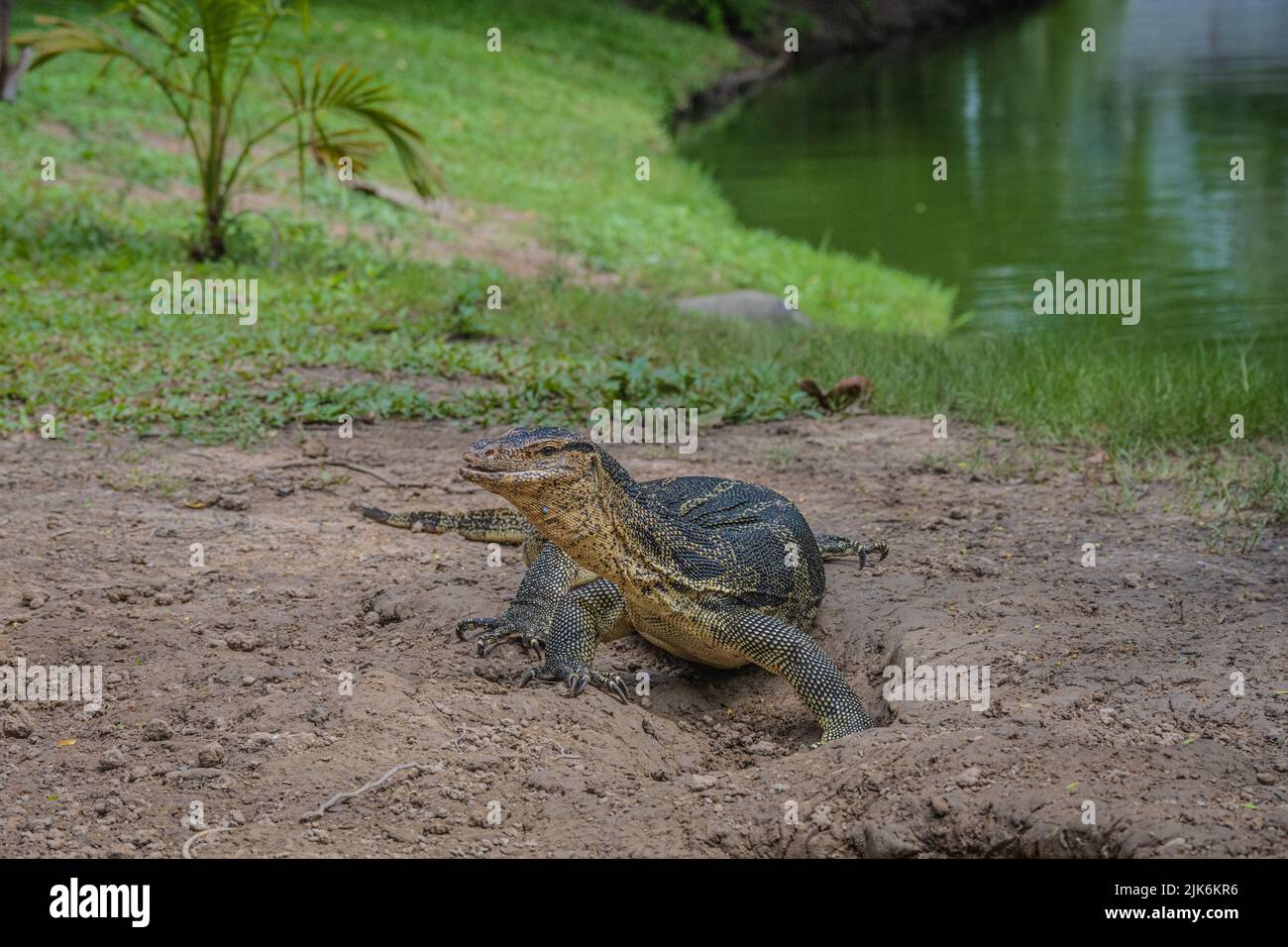 Der Lumphini Park in Bangkok ist der größte Park im Zentrum von Bangkok, der Hauptstadt Thailands. Es liegt im Viertel Pathum Wan. Stockfoto