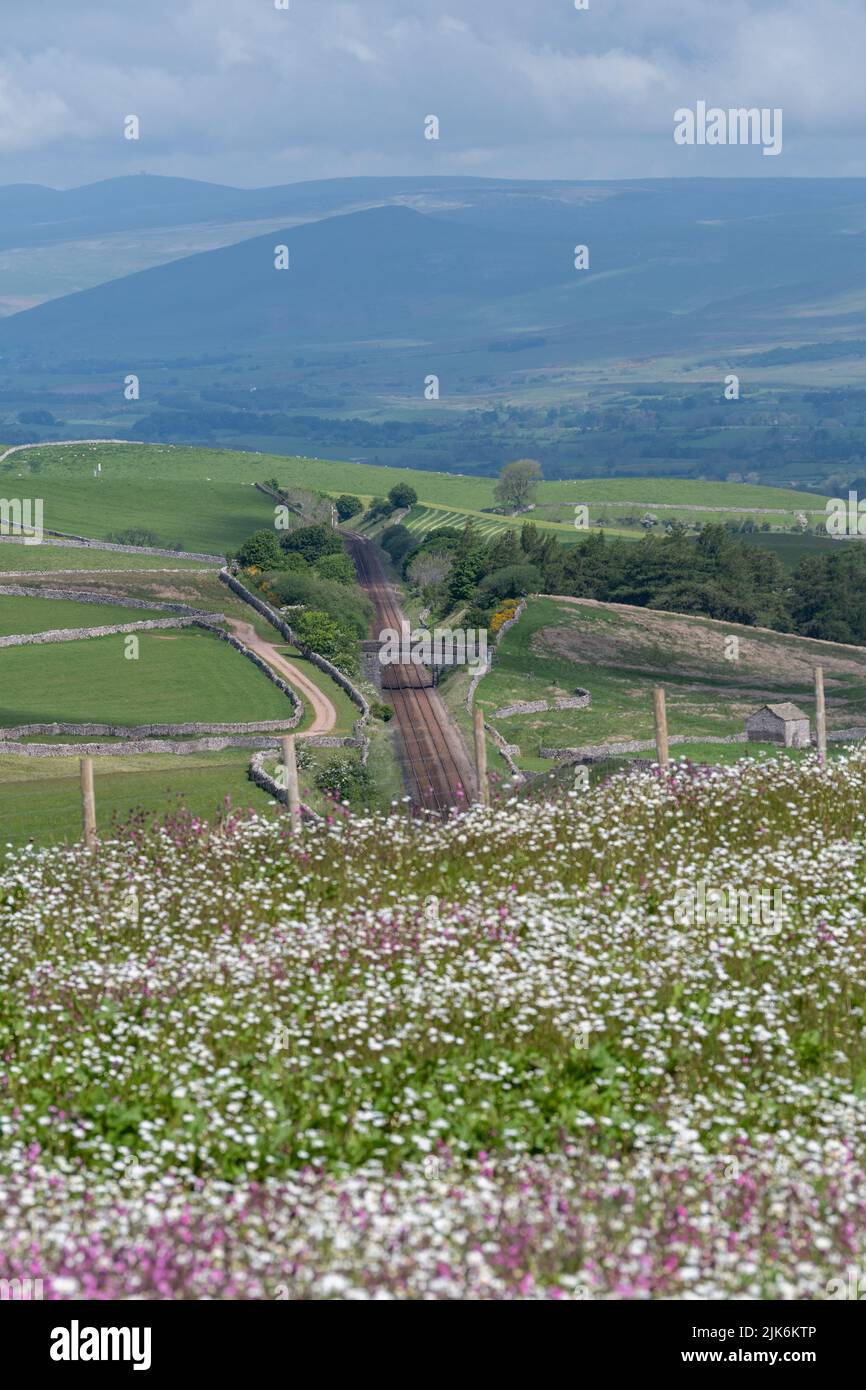 Wildblumenwiese mit Blick über das Eden Valley in Cumbria. Der Landwirt hatte im Rahmen eines Umweltprogramms ein Grundstück mit Wildblumen neu bepflanzt. Stockfoto
