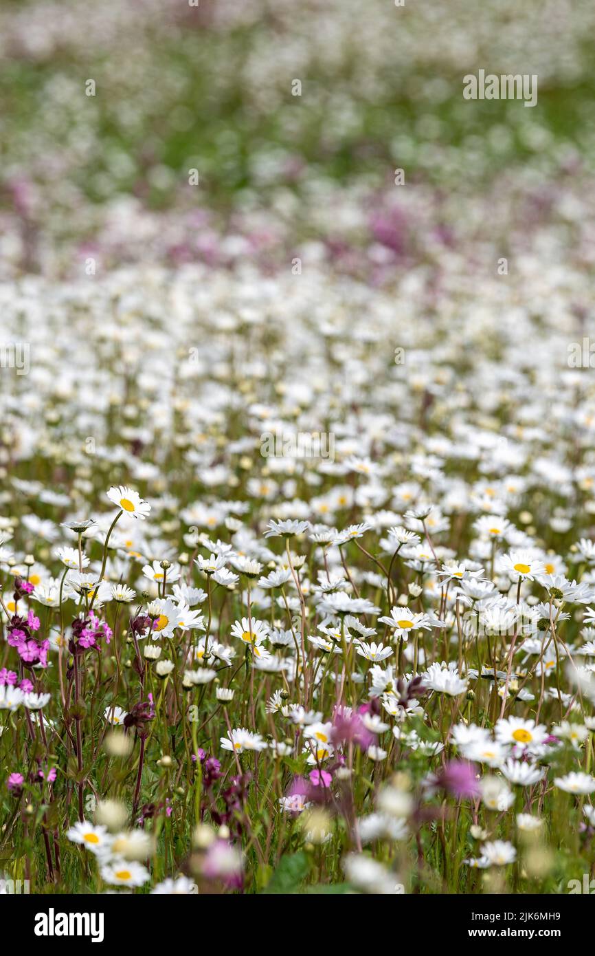 Wildblumenwiese mit Blick über das Eden Valley in Cumbria. Der Landwirt hatte im Rahmen eines Umweltprogramms ein Grundstück mit Wildblumen neu bepflanzt. Stockfoto