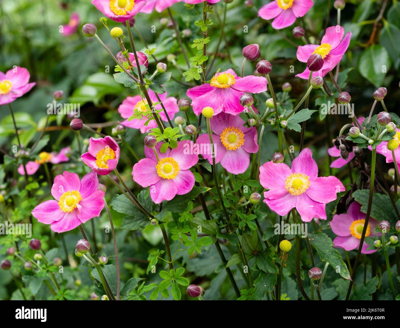 Einzelne rosafarbene spätere Sommerblüten der Zwerg-japanischen Anemone, Anemone hipehensis 'Hatakeyama Single' Stockfoto