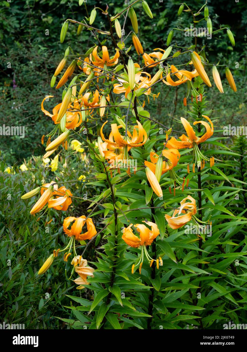 Verzweigter Blütenstand, der mit orangen Turkscap-Blüten der winterharten Zierlilie Lilium henryi bekleidet ist Stockfoto