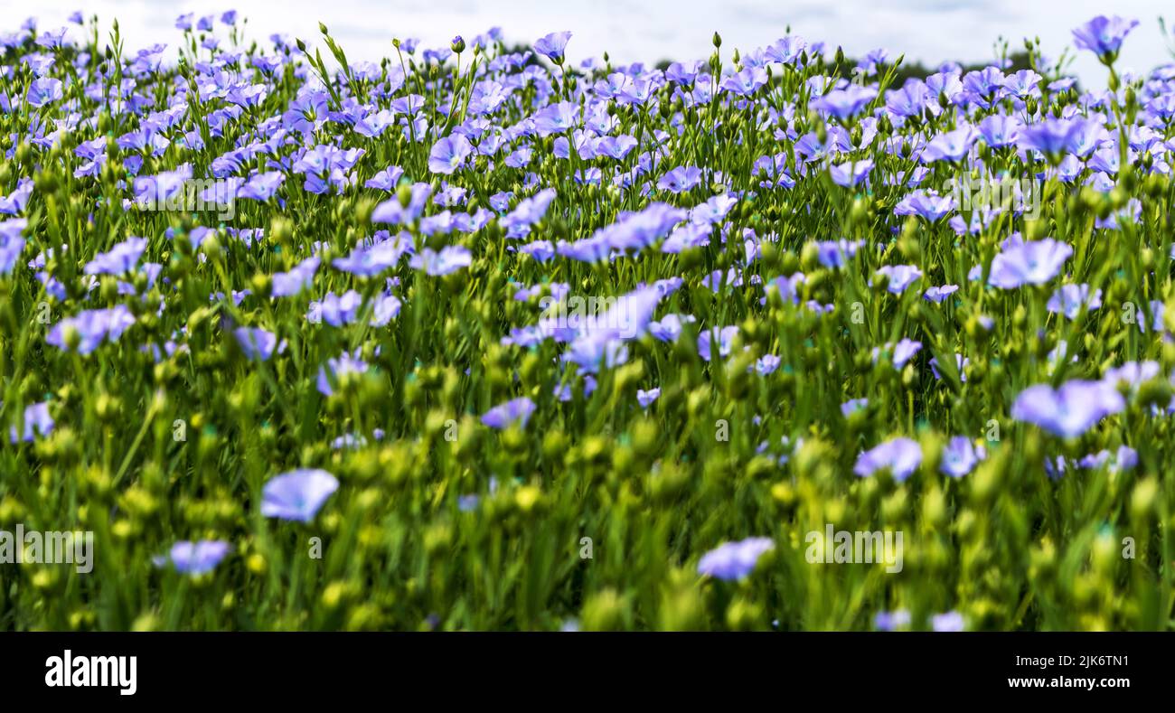 Ein Blumenfeld mit kleinen blauen Blüten und grünen Blütenstielen Stockfoto