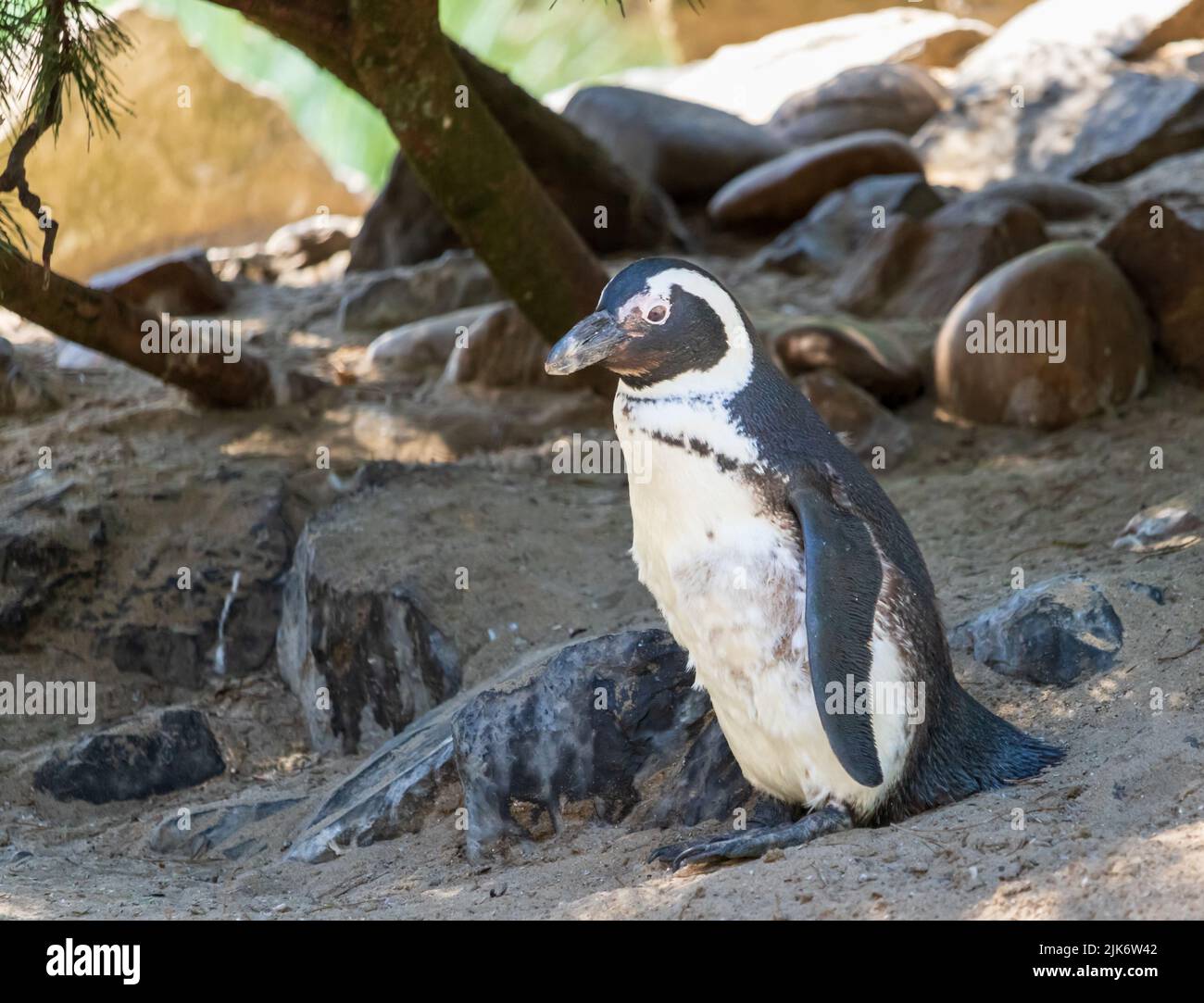 Ein süßer Pinguin im Zoo Stockfoto