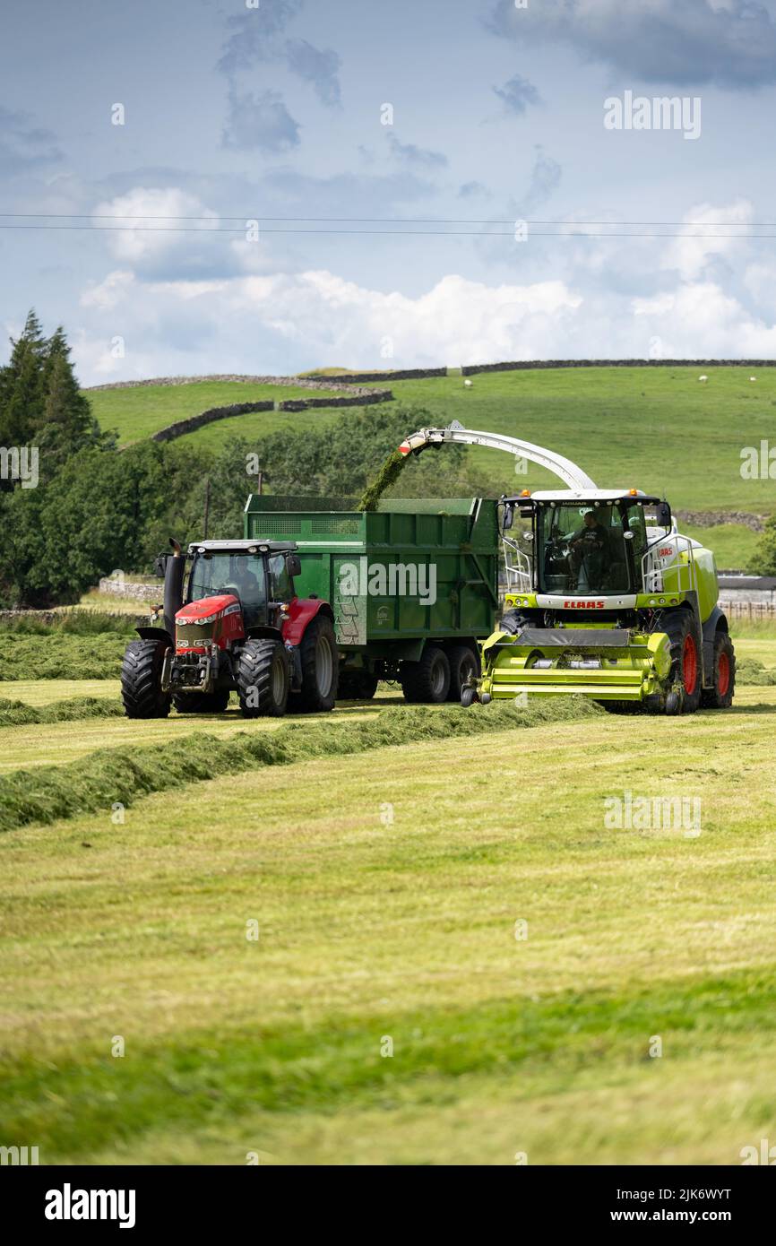 Silaging auf einem Milchviehbetrieb, mit einem selbstfahrenden Claas-Feldhäcksler, der Anhänger mit gehacktem Gras für die Winterfütterung füllt. Cumbria, Großbritannien. Stockfoto