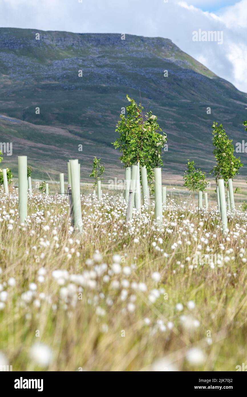 Moorland im Upper Eden Valley, das im Rahmen eines Umweltprogramms mit Weichholzbäumen bepflanzt wurde. Mallerstank, Cumbria, Großbritannien. Stockfoto