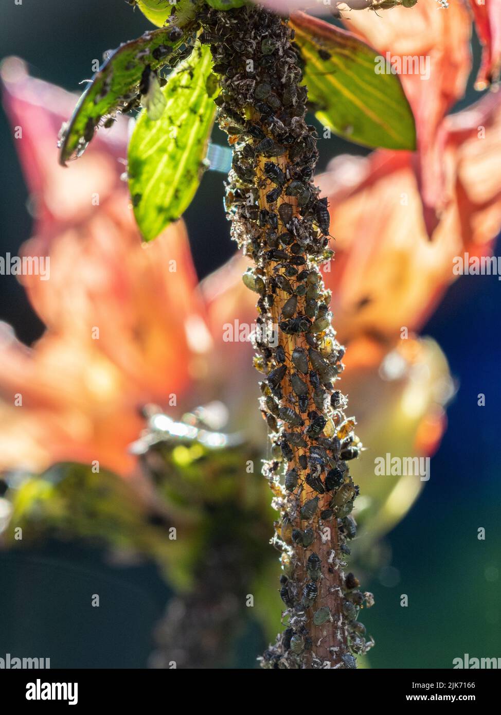 Eine Nahaufnahme von schwarzen Blattläusen, die einen Dahlia-Stamm befallen Stockfoto