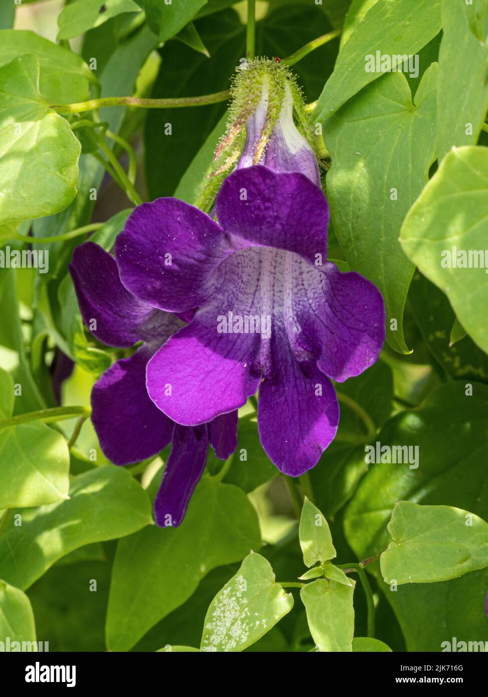 Eine Nahaufnahme einer einzelnen blau-violetten Blume der Kletterpflanze Asarina skandelt Stockfoto